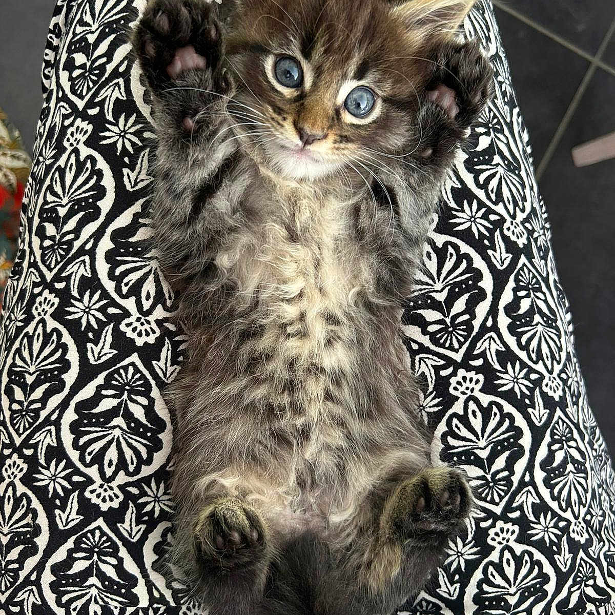 Aïko a rejoint le concours — aidez-le/la à gagner de superbes lots ! adorable, animal, black_and_white, blue_eyes, cat, close_up, cute, feline, fluffy, fur, indoor, kitten, lying_down, patterned_fabric, paws, pet, relaxed, small, whiskers, young