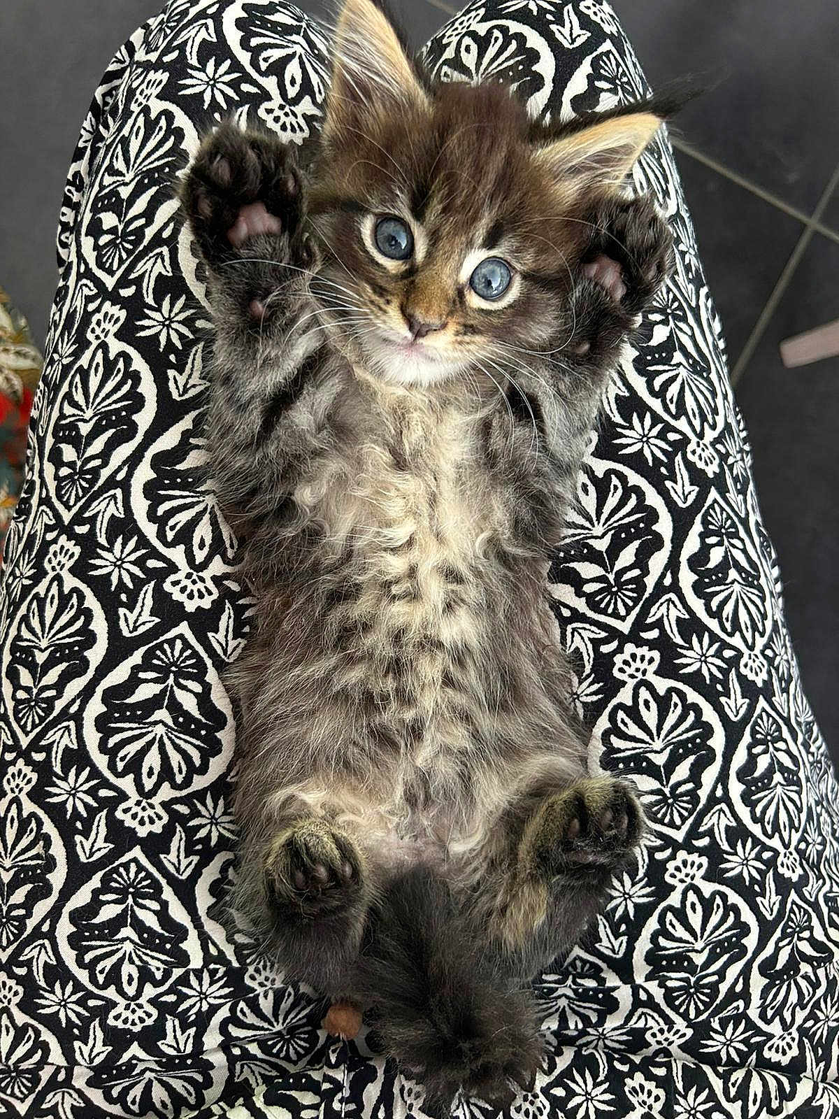Aïko