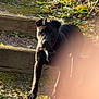 Bandit participe au concours pour gagner de l'argent avec cette photo : dog, black_dog, pet, outdoor, wooden_steps, grass, moss, leash, rope, curious, looking_at_camera, paw, muzzle, ears, sunlight, shadow, staircase, nature, finger_occlusion, portrait