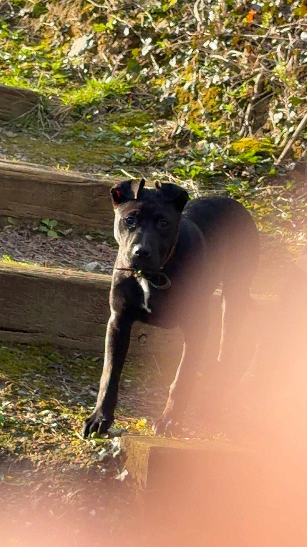 Bandit participe au concours pour gagner de l'argent avec cette photo : dog, black_dog, pet, outdoor, wooden_steps, grass, moss, leash, rope, curious, looking_at_camera, paw, muzzle, ears, sunlight, shadow, staircase, nature, finger_occlusion, portrait