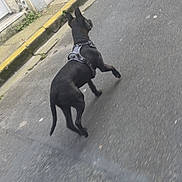 Bandit a rejoint le concours — aidez-le/la à gagner de superbes lots ! alone, animal, black_dog, building, canine, curb, daylight, dog, door, harness, motion, outdoor, pavement, pet, quiet, sidewalk, sidewalk_edge, street, urban, walking