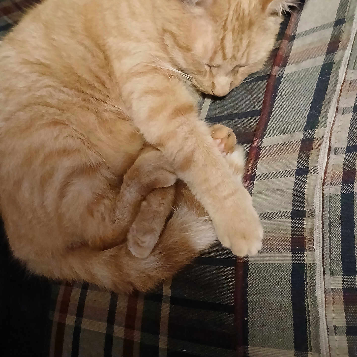 Tangerine