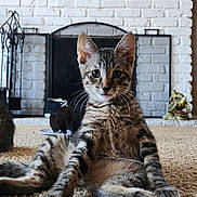 Choji joined the competition — help win amazing prizes! cat, kitten, tabby, carpet, fireplace, white_brick, indoor, pet, cute, relaxed, sitting, feline, whiskers, ears, paw, fur, animal, home, domestic, curious