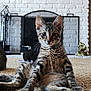 cat, kitten, tabby, carpet, fireplace, white_brick, indoor, pet, cute, relaxed, sitting, feline, whiskers, ears, paw, fur, animal, home, domestic, curious