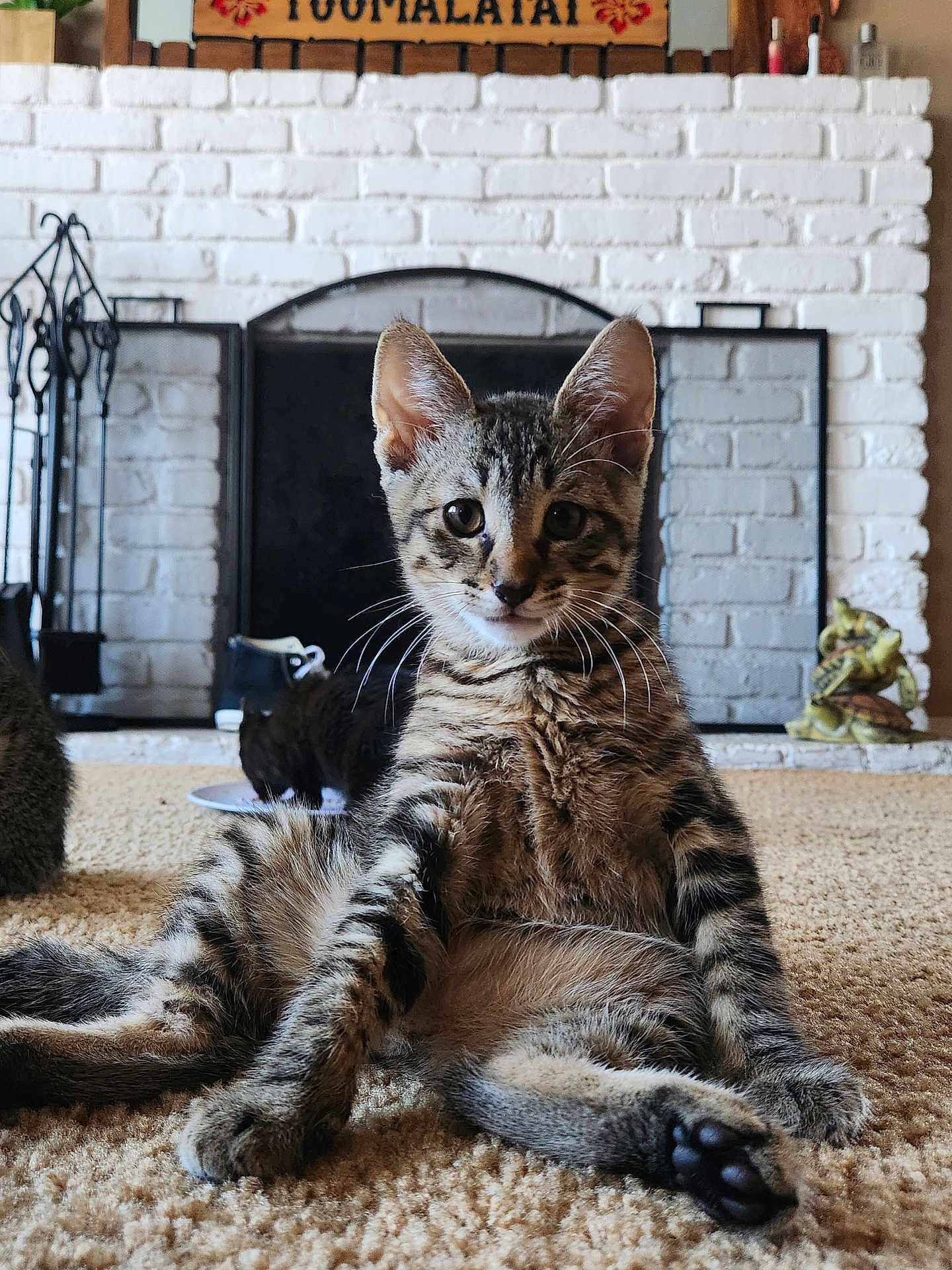 Choji joined the competition — help win amazing prizes! cat, kitten, tabby, carpet, fireplace, white_brick, indoor, pet, cute, relaxed, sitting, feline, whiskers, ears, paw, fur, animal, home, domestic, curious