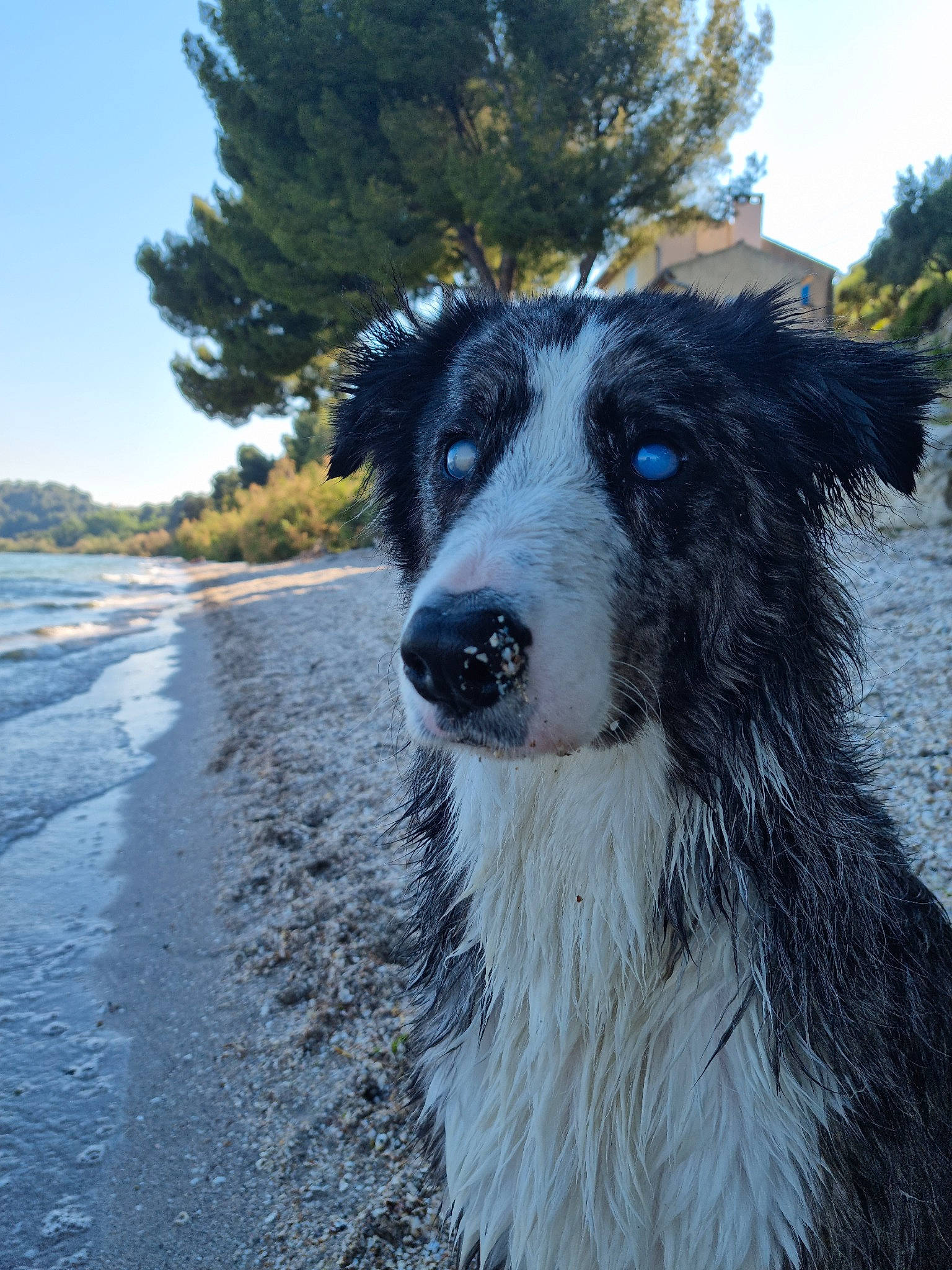 Pirate a rejoint le concours — aidez-le/la à gagner de superbes lots ! beach, border_collie, canidae, carnivore, companion_dog, dog, dog_breed, fur, herding_dog, plant, road, sky, snout, sporting_group, terrestrial_animal, tree, water, whiskers, winter, working_animal