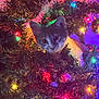 cat, kitten, christmas_tree, holiday_lights, ornament, decorations, festive, colorful, branches, greenery, cute, pet, indoors, playful, animal, closeup, holiday, celebration, christmas, tree