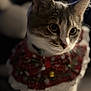 Penelope is registered to the contest to win money with this photo: cat, pet, close_up, costume, festive, red, white, fur, whiskers, eyes, animal, indoor, portrait, cute, domestic, feline, collar, soft_light, blurred_background, curious