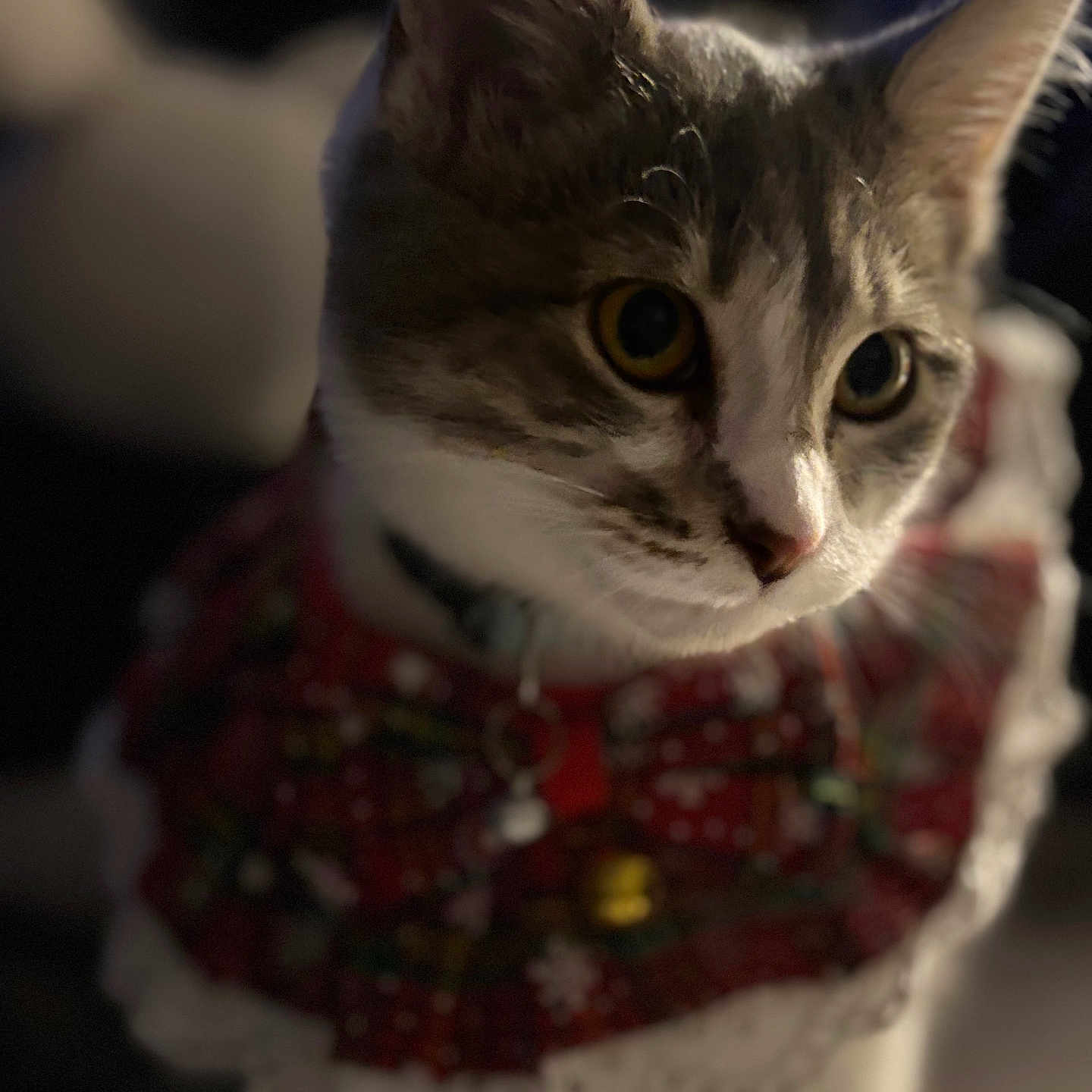 Penelope is registered to the contest to win money with this photo: animal, blurred_background, cat, close_up, collar, costume, curious, cute, domestic, eyes, feline, festive, fur, indoor, pet, portrait, red, soft_light, whiskers, white