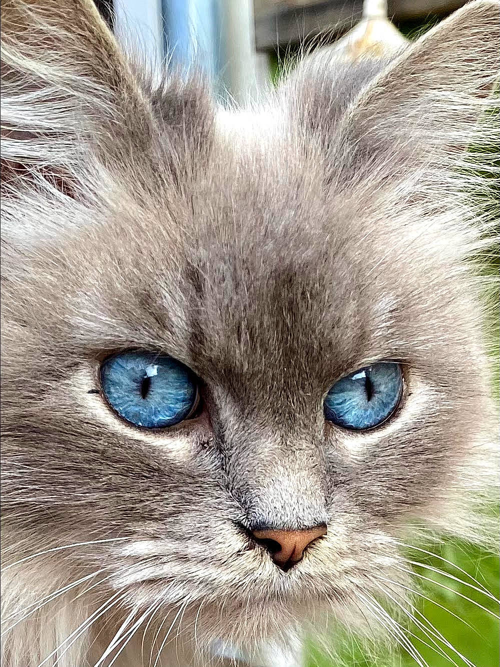 Baba Yaga a rejoint le concours — aidez-le/la à gagner de superbes lots ! art, birman, carnivore, cat, close_up, electric_blue, eye, fawn, felidae, fur, head, iris, painting, plant, small_to_medium_sized_cats, snout, terrestrial_animal, vertebrate, whiskers, wildlife