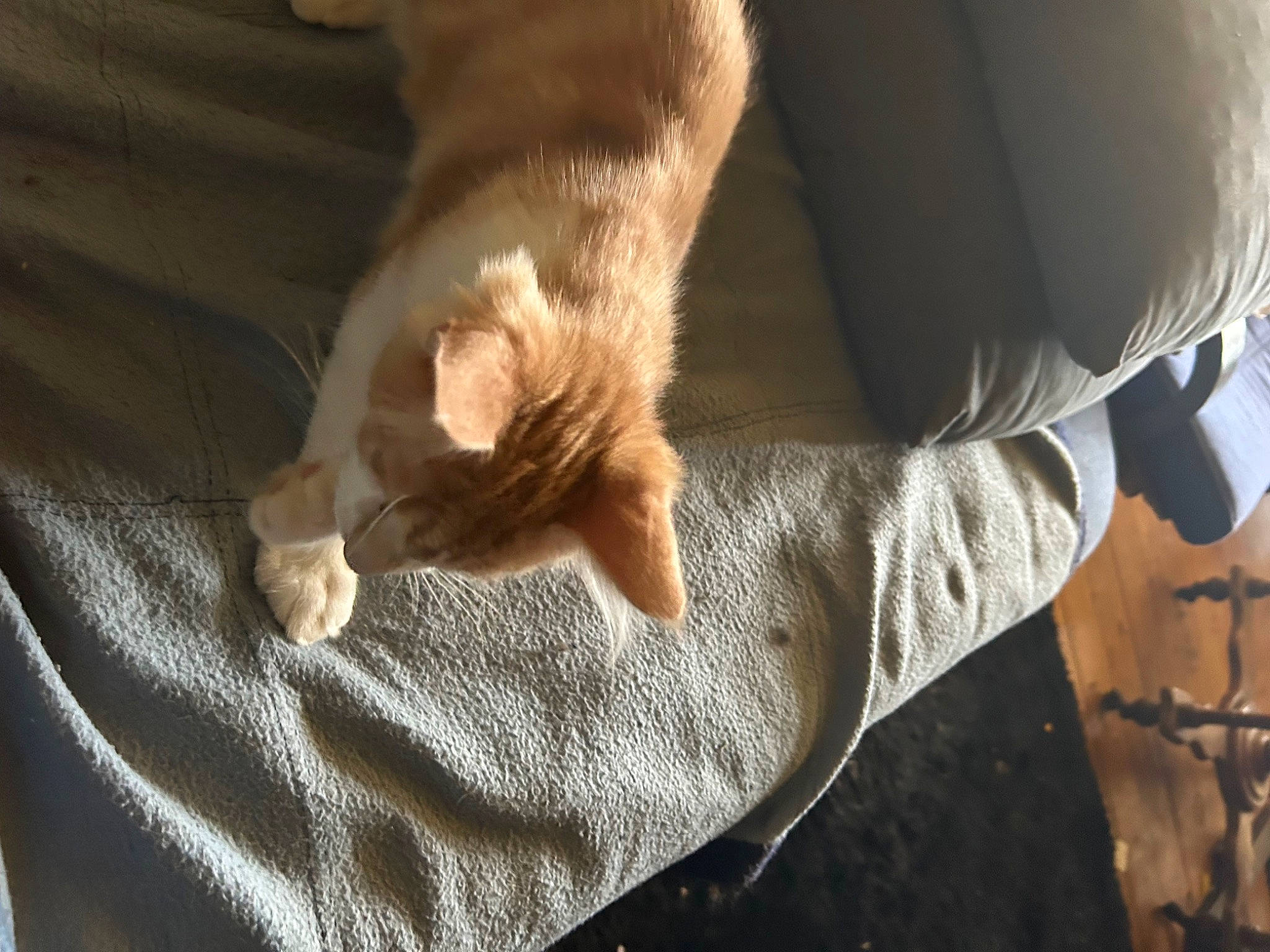 Kyo participe au concours pour gagner de l'argent avec cette photo : carnivore, cat, comfort, companion_dog, dog_breed, domestic_short_haired_cat, fawn, felidae, flooring, foot, fur, gesture, human_leg, linens, paw, small_to_medium_sized_cats, snout, tail, whiskers, wood