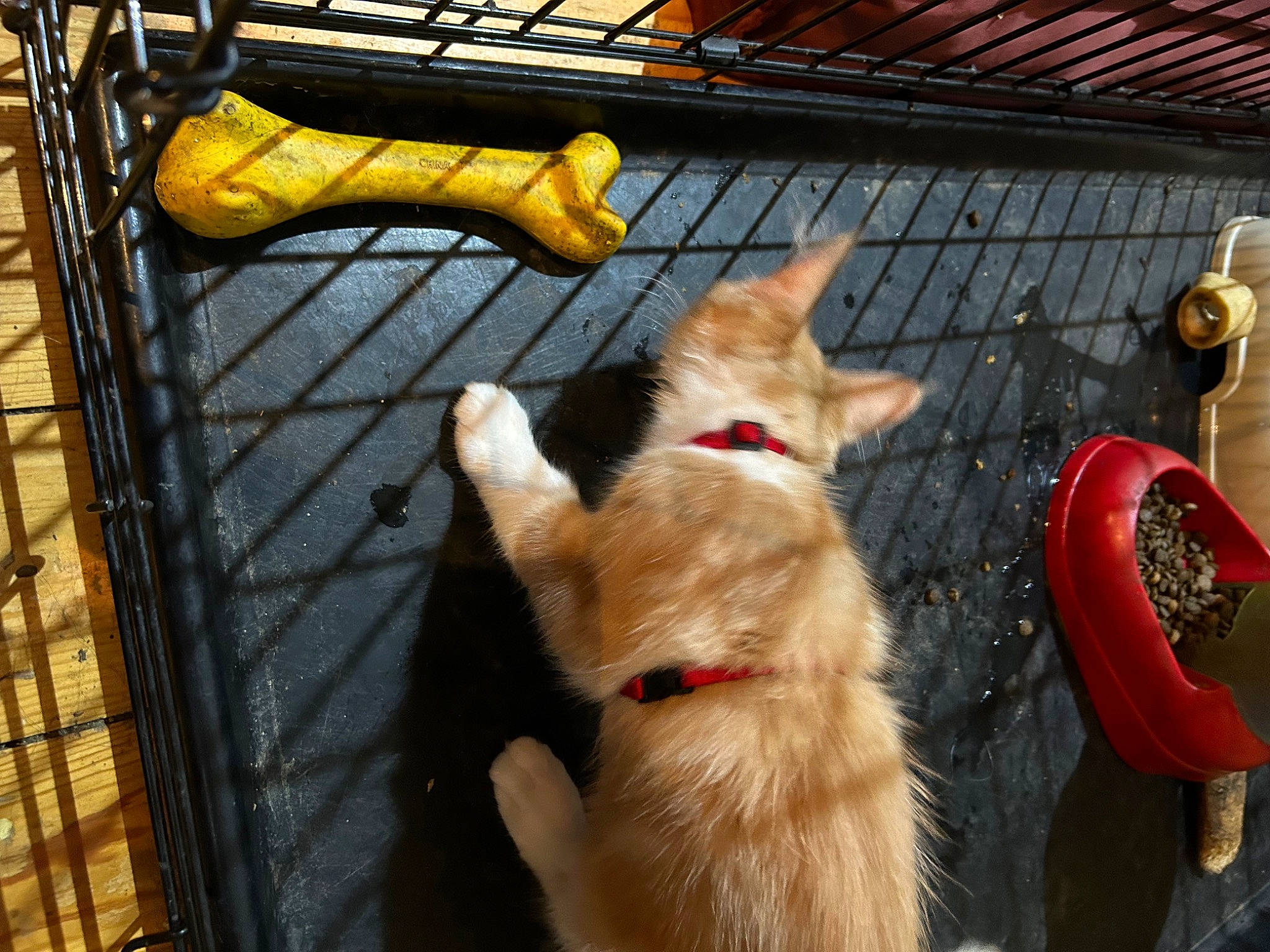 Kyo participe au concours pour gagner de l'argent avec cette photo : animal_shelter, canidae, carnivore, collar, companion_dog, dog_breed, fawn, felidae, fur, kennel, pet_supply, small_to_medium_sized_cats, sporting_group, tail, wood