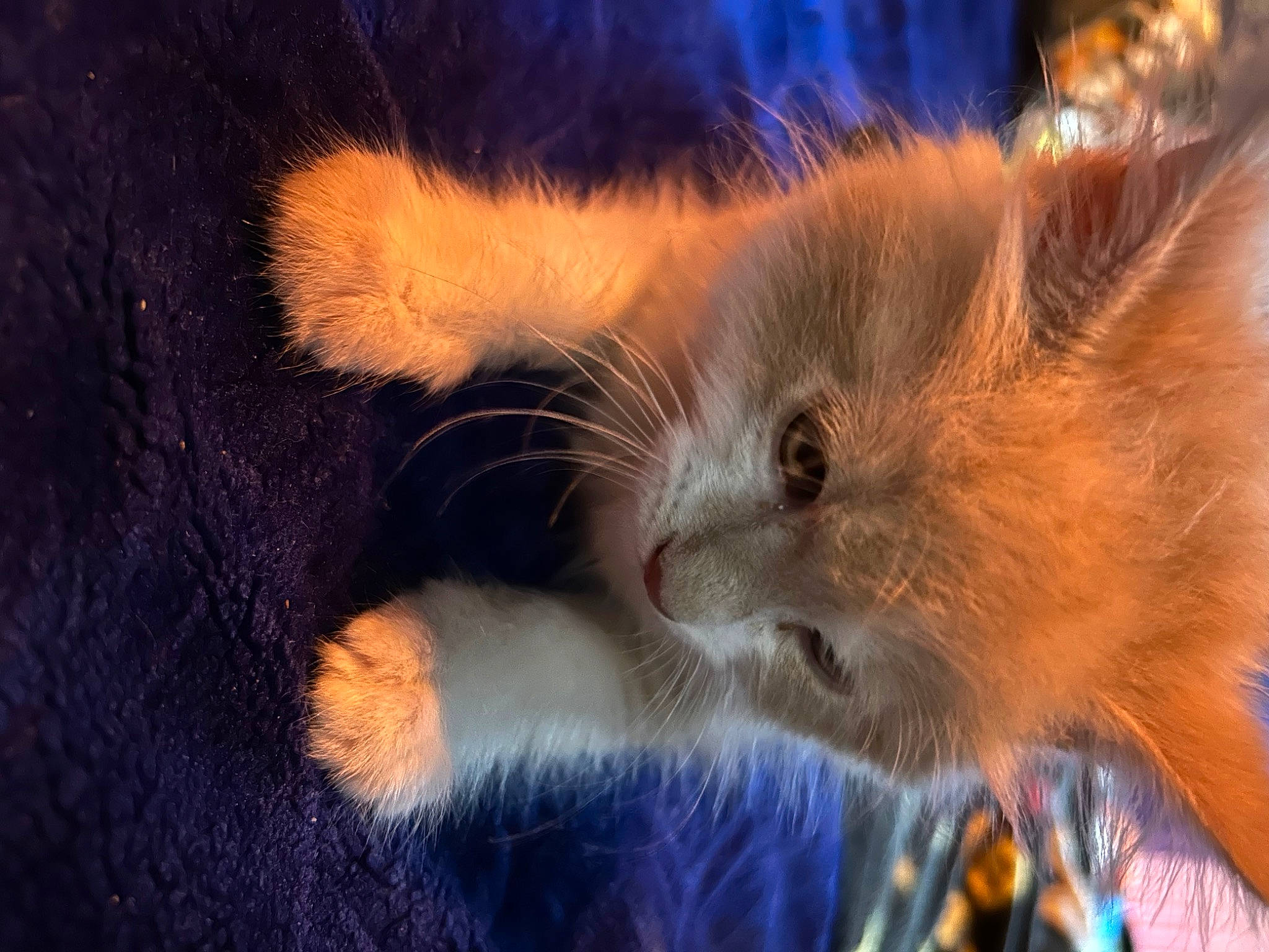 Kyo a rejoint le concours — aidez-le/la à gagner de superbes lots ! carnivore, cat, claw, cloud, domestic_short_haired_cat, ear, electric_blue, fawn, felidae, fur, macro_photography, paw, sky, small_to_medium_sized_cats, snout, tail, terrestrial_animal, whiskers, wildlife, wood