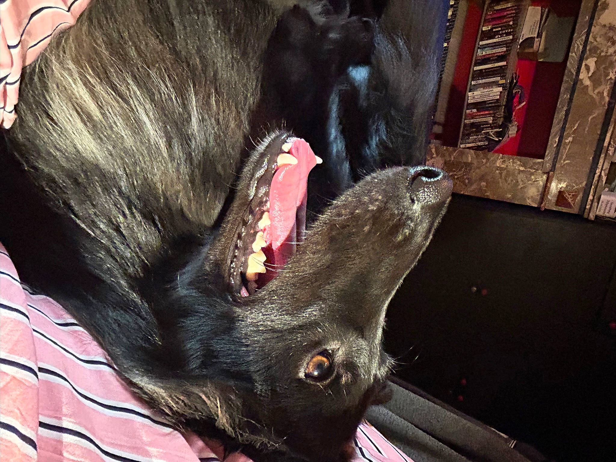 Zeus participe au concours pour gagner de l'argent avec cette photo : canidae, carnivore, claw, companion_dog, dog_breed, domestic_short_haired_cat, fang, felidae, foot, fur, gesture, liver, paw, small_to_medium_sized_cats, snout, sporting_group, tail, terrestrial_animal, whiskers, working_animal