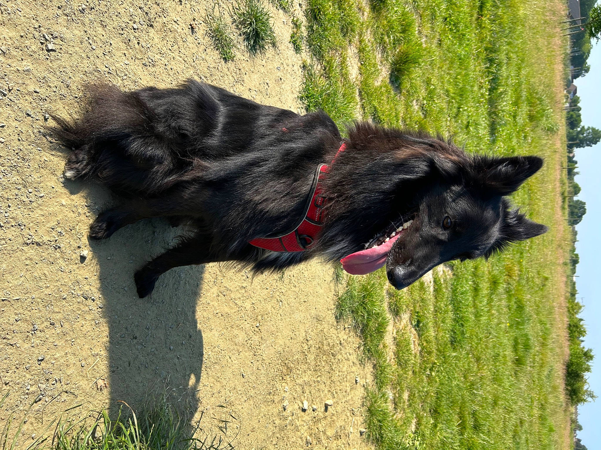Zeus participe au concours pour gagner de l'argent avec cette photo : borador, canidae, carnivore, collar, companion_dog, dog, dog_breed, dog_collar, dog_supply, fur, grass, leash, plant, sky, snout, sporting_group, tail, terrestrial_animal, tree, working_animal