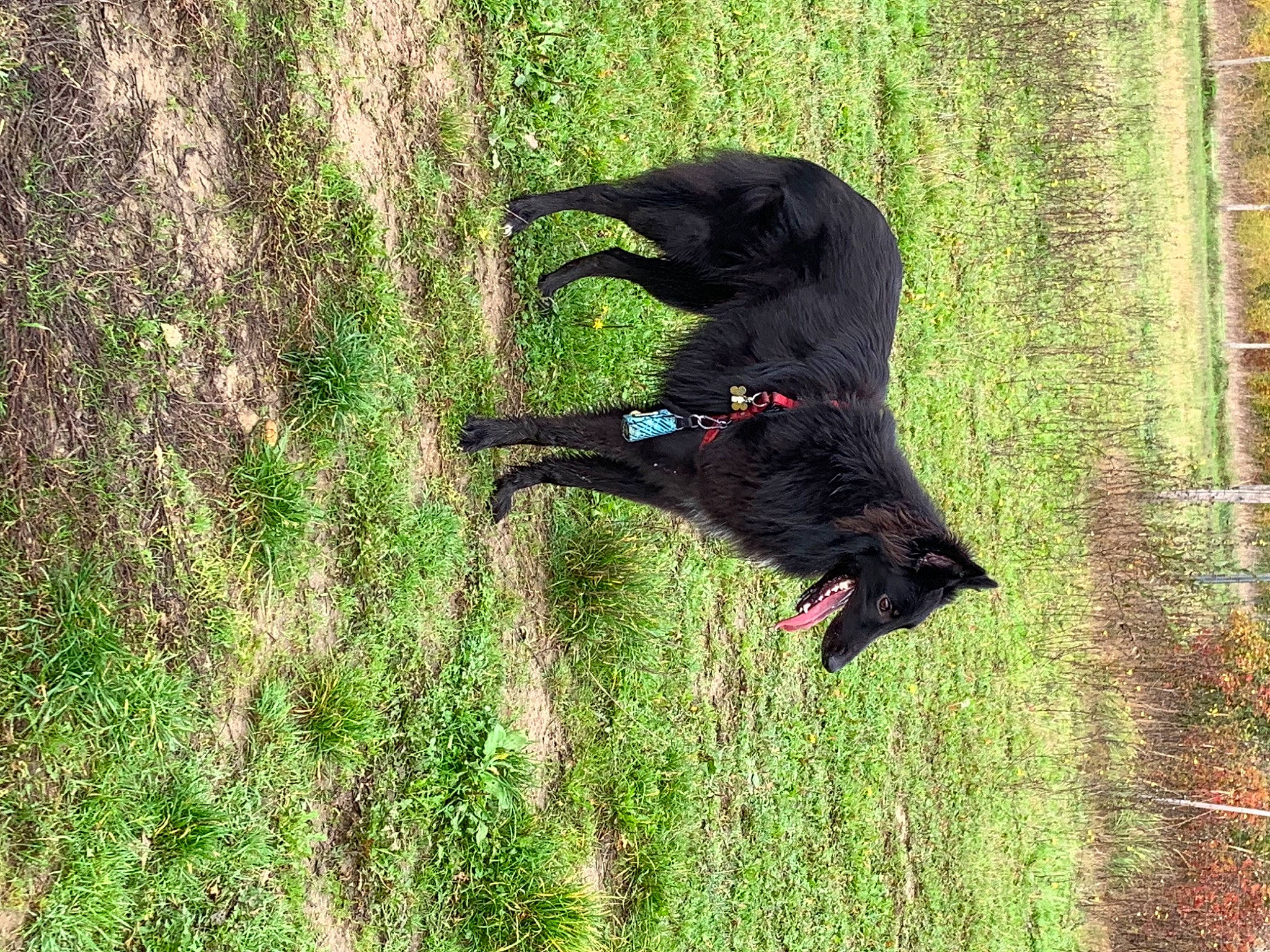 Zeus participe au concours pour gagner de l'argent avec cette photo : canidae, carnivore, companion_dog, dog, dog_breed, grass, grassland, groundcover, guard_dog, hunting_dog, plant, raven, sporting_group, tail, terrestrial_animal, tree, trunk, water_dog, wood, working_animal