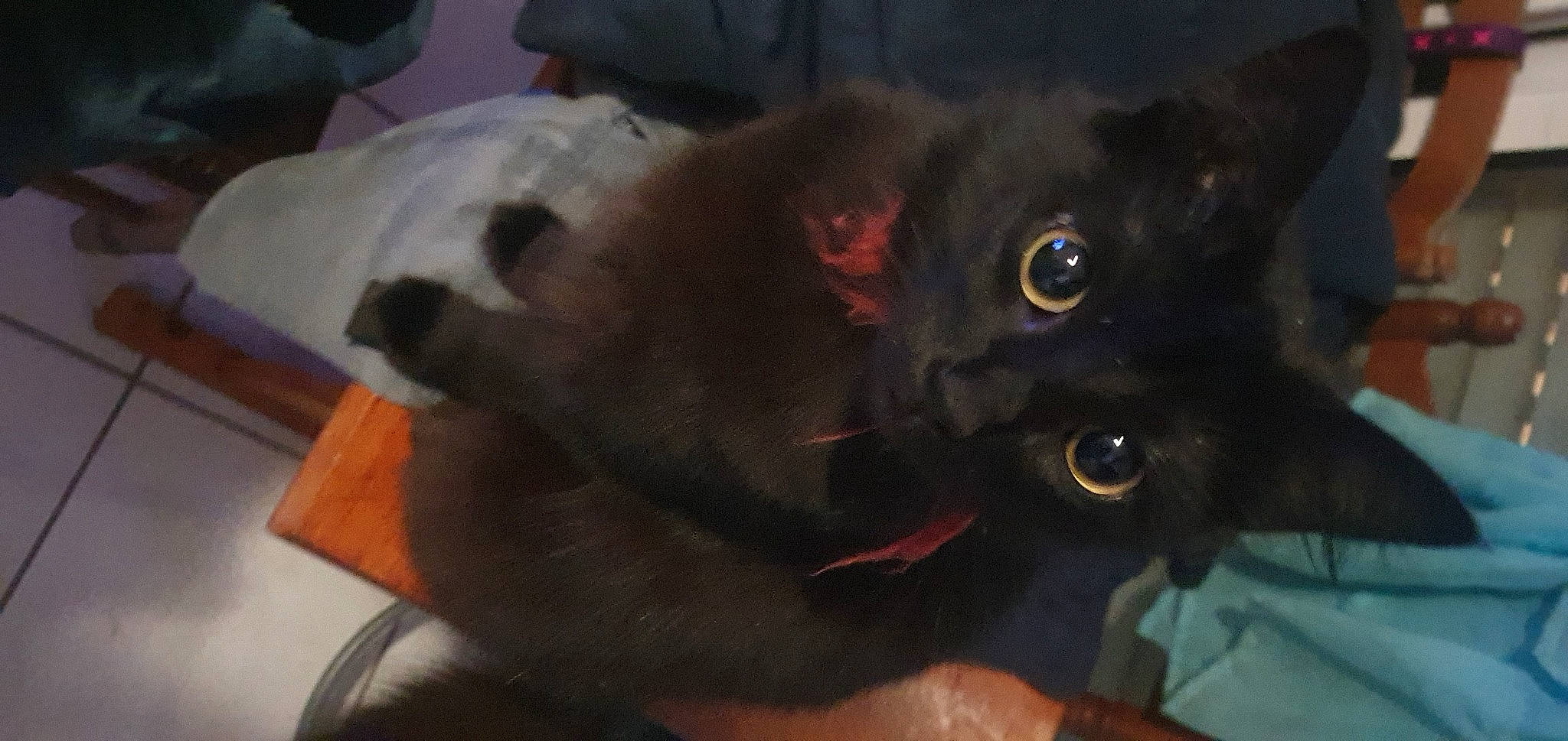 Plume a rejoint le concours — aidez-le/la à gagner de superbes lots ! black_cat, bombay, carnivore, cat, claw, comfort, dog_breed, domestic_short_haired_cat, ear, felidae, fur, gesture, havana_brown, paw, small_to_medium_sized_cats, snout, tail, terrestrial_animal, whiskers