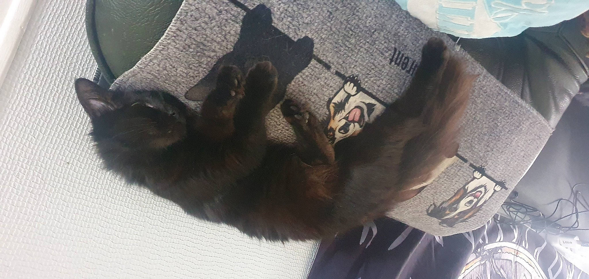 Plume participe au concours pour gagner de l'argent avec cette photo : brown, carnivore, cat, comfort, dog_breed, domestic_short_haired_cat, fashion_accessory, fawn, felidae, fur, grey, liver, mammal, natural_material, pattern, sporting_group, tail, terrestrial_animal, vertebrate, working_animal