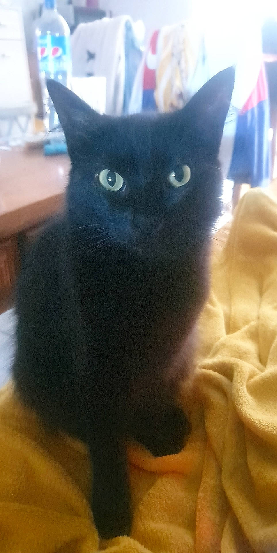 Plume participe au concours pour gagner de l'argent avec cette photo : black_cat, carnivore, cat, claw, comfort, domestic_short_haired_cat, eye, felidae, flooring, fur, grey, hardwood, iris, paw, small_to_medium_sized_cats, snout, tail, whiskers