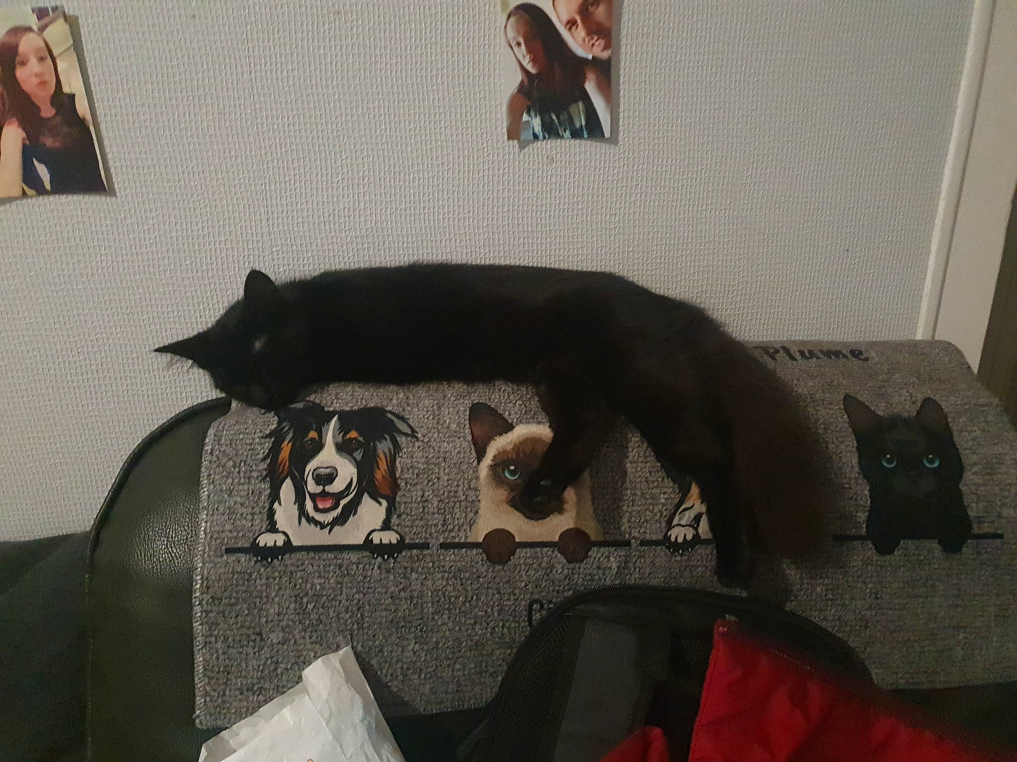 Plume participe au concours pour gagner de l'argent avec cette photo : black_cat, carnivore, cat, comfort, companion_dog, couch, dog_breed, domestic_short_haired_cat, felidae, flooring, fur, grey, guard_dog, paw, room, small_to_medium_sized_cats, snout, tail, terrestrial_animal, whiskers