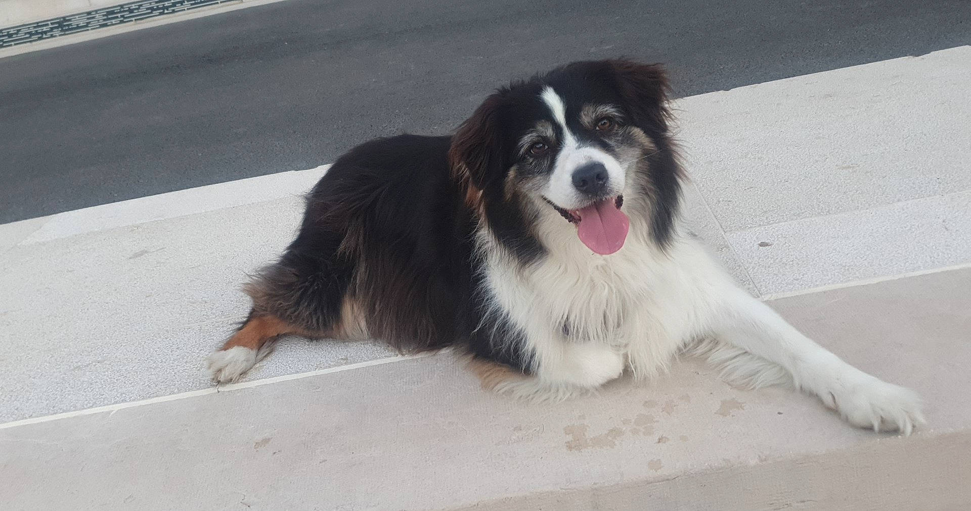 Mirabelle a rejoint le concours — aidez-le/la à gagner de superbes lots ! australian_collie, border_collie, carnivore, companion_dog, dog, dog_breed, herding_dog, paw, snout, sporting_group, terrestrial_animal, whiskers, working_dog