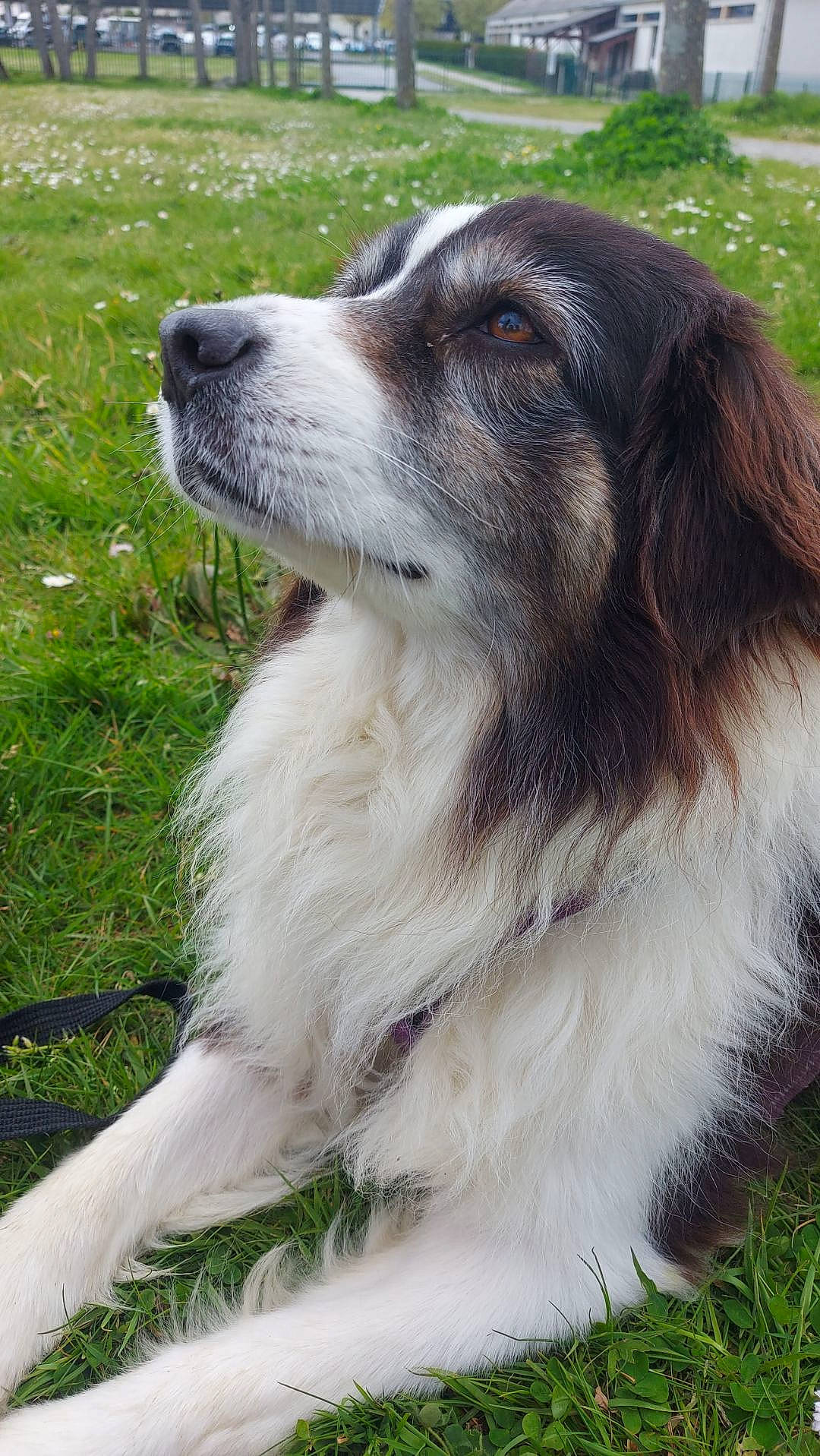 Mirabelle a rejoint le concours — aidez-le/la à gagner de superbes lots ! ancient_dog_breeds, canidae, carnivore, companion_dog, dog, dog_breed, fur, grass, snout, sporting_group, terrestrial_animal, whiskers, working_animal, working_dog