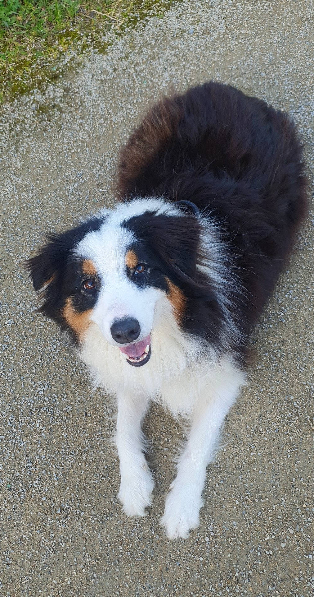 Rixie participe au concours pour gagner de l'argent avec cette photo : australian_collie, australian_shepherd, border_collie, canidae, carnivore, companion_dog, dog, dog_breed, fur, herding_dog, plant, snout, sporting_group, terrestrial_animal, working_animal, working_dog