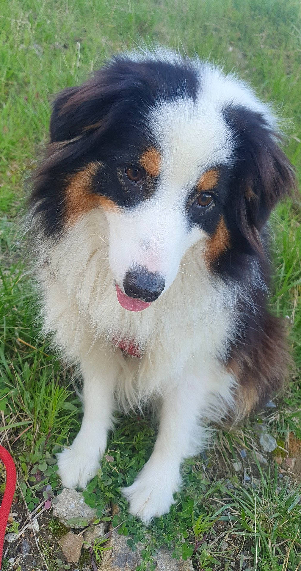 Rixie a rejoint le concours — aidez-le/la à gagner de superbes lots ! bernese_mountain_dog, carnivore, companion_dog, dog, dog_breed, grass, herding_dog, plant, snout, sporting_group, terrestrial_animal, working_dog