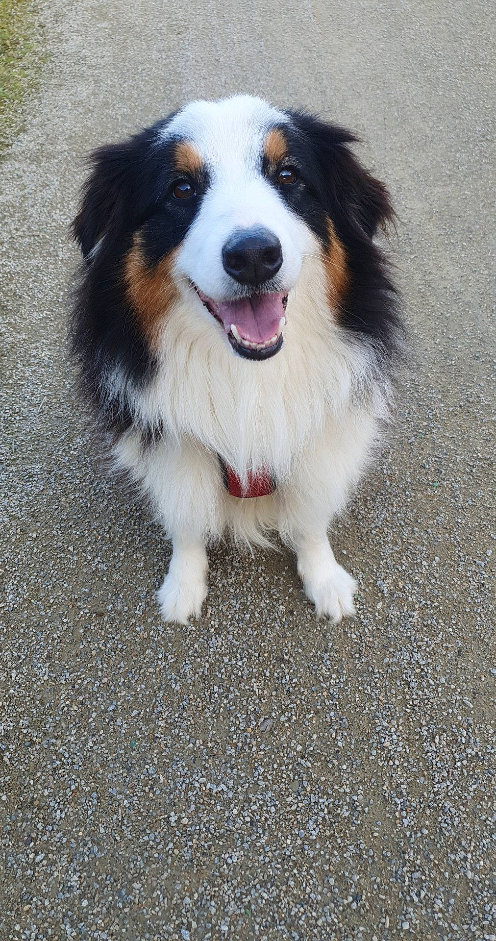 Rixie participe au concours pour gagner de l'argent avec cette photo : asphalt, balance, border_collie, canidae, carnivore, companion_dog, dog, dog_breed, herding_dog, road_surface, snout, sporting_group, whiskers, working_dog