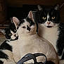 animal, black_and_white, cat, closeup, companions, cozy, curious, dim_light, domestic, ears, feline, fur, indoor, looking_at_camera, pet, portrait, sitting, striped, three_cats, whiskers