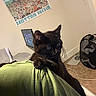 animal, bedroom, black_cat, carpet, clawing, cozy, curious, cute, feline, furniture, green_blanket, home, indoor, kitten, laptop, pet, poster, resting, technology, wall