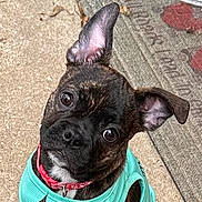 Rose is registered to the contest to win money with this photo: animal, black_fur, brown_fur, close_up, collar, concrete, curious, cute, dog, ear_flopped, ear_up, head_tilt, mat, outdoor, pet, portrait, puppy, vest, white_fur, young_dog