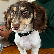 Abby a rejoint le concours — aidez-le/la à gagner de superbes lots ! animal, background, brown, close_up, collar, cute, dachshund, dog, domestic, eyes, face, fur, hand, indoor, person, pet, puppy, sweater, white, wooden_table