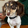 animal, background, brown, close_up, collar, cute, dachshund, dog, domestic, eyes, face, fur, hand, indoor, person, pet, puppy, sweater, white, wooden_table