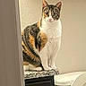 calico_cat, cat, pet, animal, indoor, bathroom, toilet, countertop, granite, feline, sitting, looking, fur, white, orange, black, ears, whiskers, curious, domestic_animal