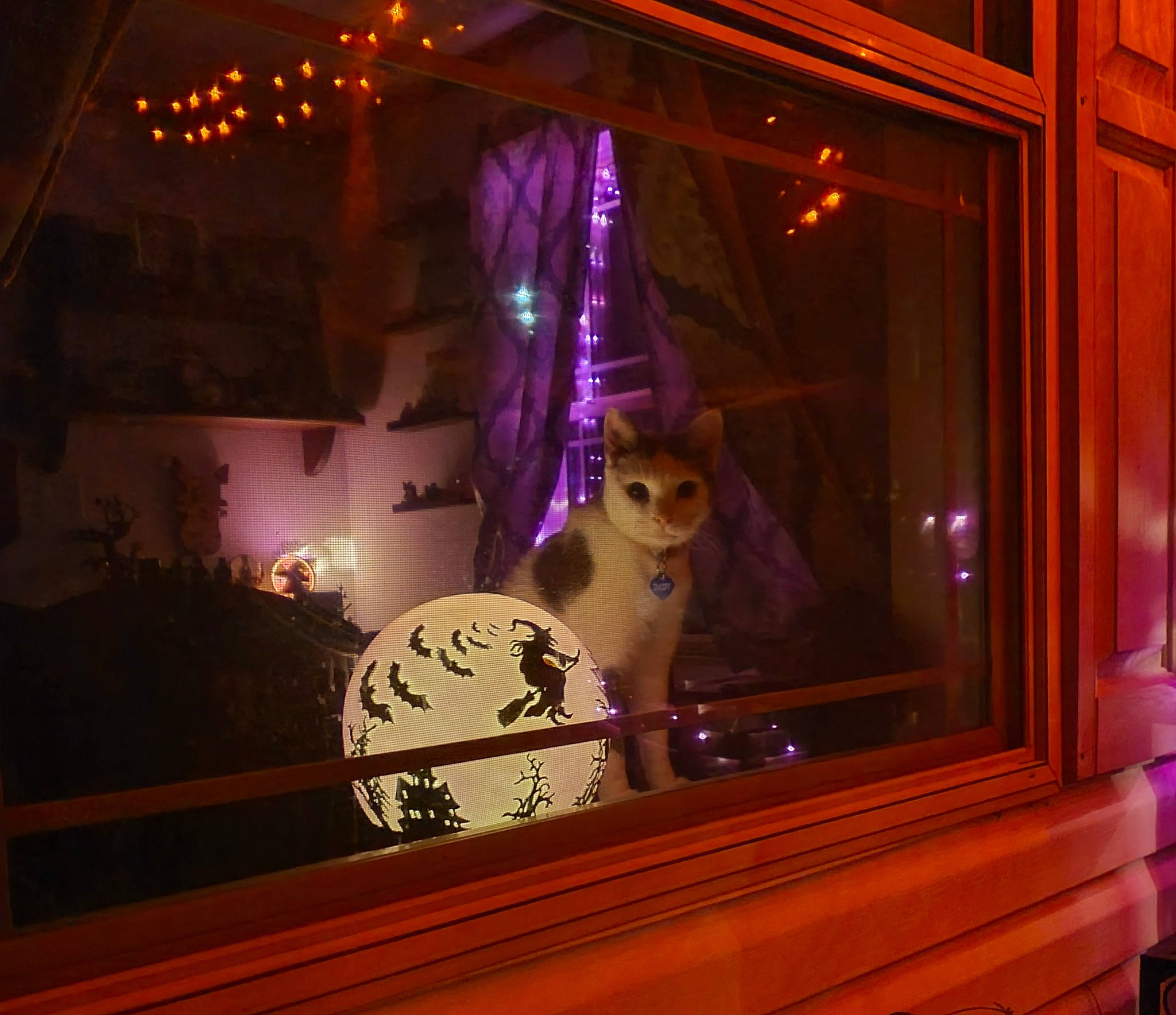 Daisy is registered to the contest to win money with this photo: carnivore, darkness, door, entertainment, event, fawn, fun, glass, magenta, night, ornament, pink, plant, purple, room, toy, tree, violet, window, wood