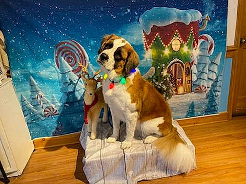 Millie is registered to the contest to win money with this photo: astronomical_object, canidae, carnivore, companion_dog, dog, dog_breed, floor, flooring, fur, hardwood, interior_design, laminate_flooring, paint, space, sporting_group, star, wood, wood_flooring, wood_stain, working_animal