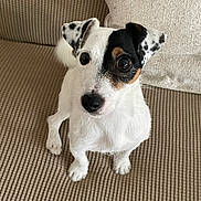 Pinochio a rejoint le concours — aidez-le/la à gagner de superbes lots ! animal, black_spots, canine, companion, couch, curious, cute, dog, ears, eyes, face, fur, indoor, jack_russell_terrier, nose, pet, sitting, small_dog, texture, white_fur