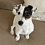 animal, black_spots, canine, companion, couch, curious, cute, dog, ears, eyes, face, fur, indoor, jack_russell_terrier, nose, pet, sitting, small_dog, texture, white_fur