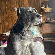 Luna joined the competition — help win amazing prizes! dog, gray_fur, black_fur, white_fur, pet, indoor, bed, quilt, wood_panel_wall, shelf, basket, cushion, furniture, side_table, natural_light, canine, animal, domestic, sitting, calm