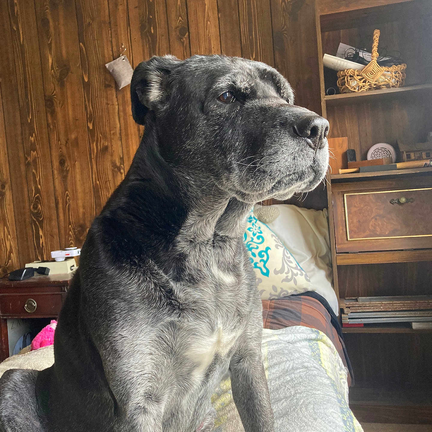 Luna joined the competition — help win amazing prizes! animal, basket, bed, black_fur, calm, canine, cushion, dog, domestic, furniture, gray_fur, indoor, natural_light, pet, quilt, shelf, side_table, sitting, white_fur, wood_panel_wall