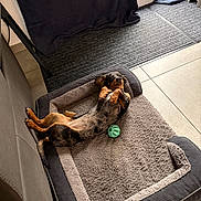Pixel participe au concours pour gagner de l'argent avec cette photo : dog, dachshund, pet, indoor, dog_bed, toy, chew_toy, floor, carpet, curtain, window, tile_floor, relaxed, lying_down, brown_dog, black_dog, small_dog, cozy, home, animal