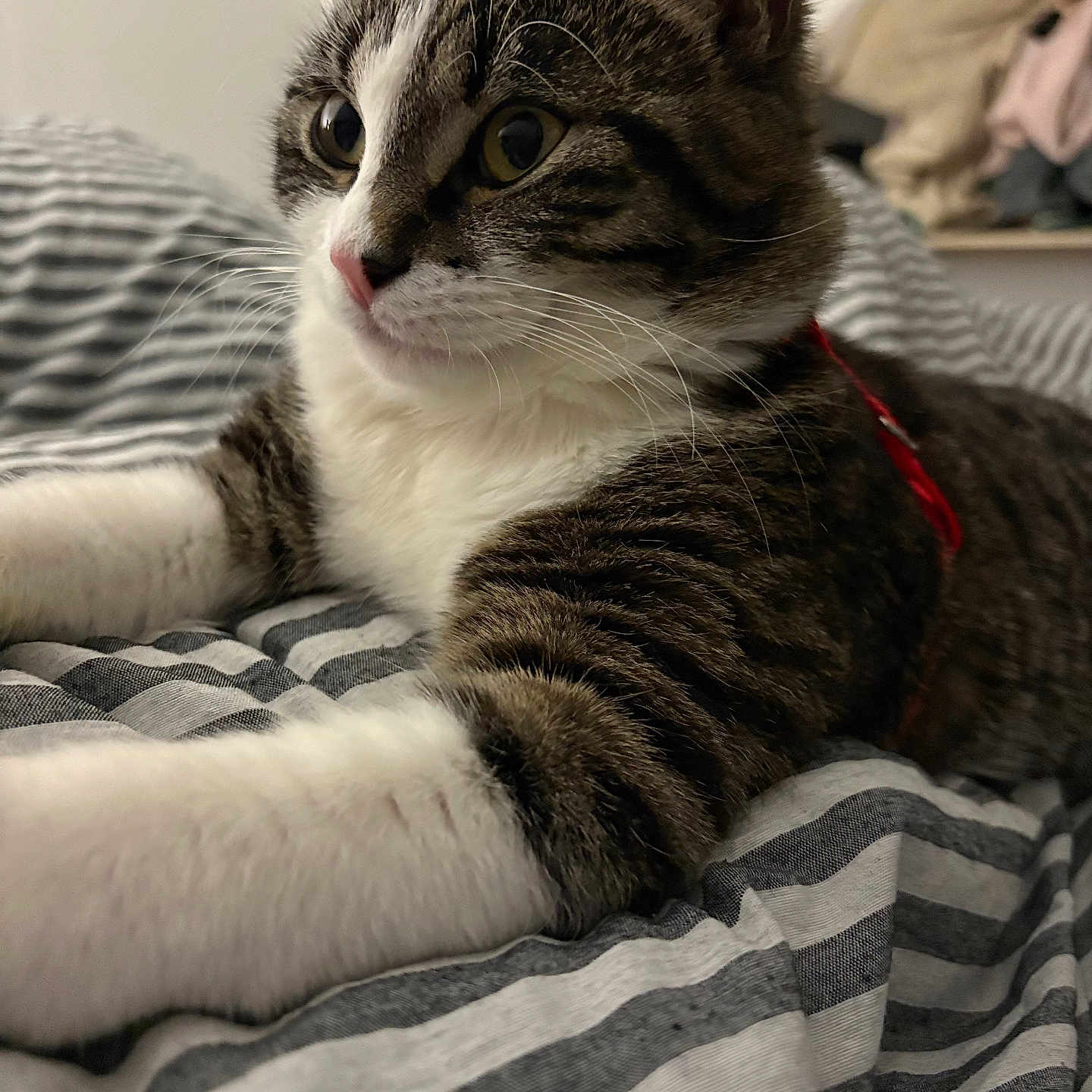 Kynaï a rejoint le concours — aidez-le/la à gagner de superbes lots ! animal, bedroom, cat, closeup, curious, domestic_cat, ears, feline, fur, indoor, lying_down, mammal, pet, pink_nose, relaxed, soft_light, striped_blanket, tabby, whiskers, white_paws