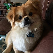 Scooter joined the competition — help win amazing prizes! dog, pet, fluffy, small_dog, indoor, blanket, couch, brown, golden, white, collar, tag, cute, animal, fur, looking, face, paw, comfort, home