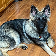Ryder is registered to the contest to win money with this photo: alert, animal, cabinet, canine, collar, dog, domestic, ears, flooring, fur, german_shepherd, home, indoor, kitchen, laying_down, mammal, pet, relaxed, tag, wooden_floor