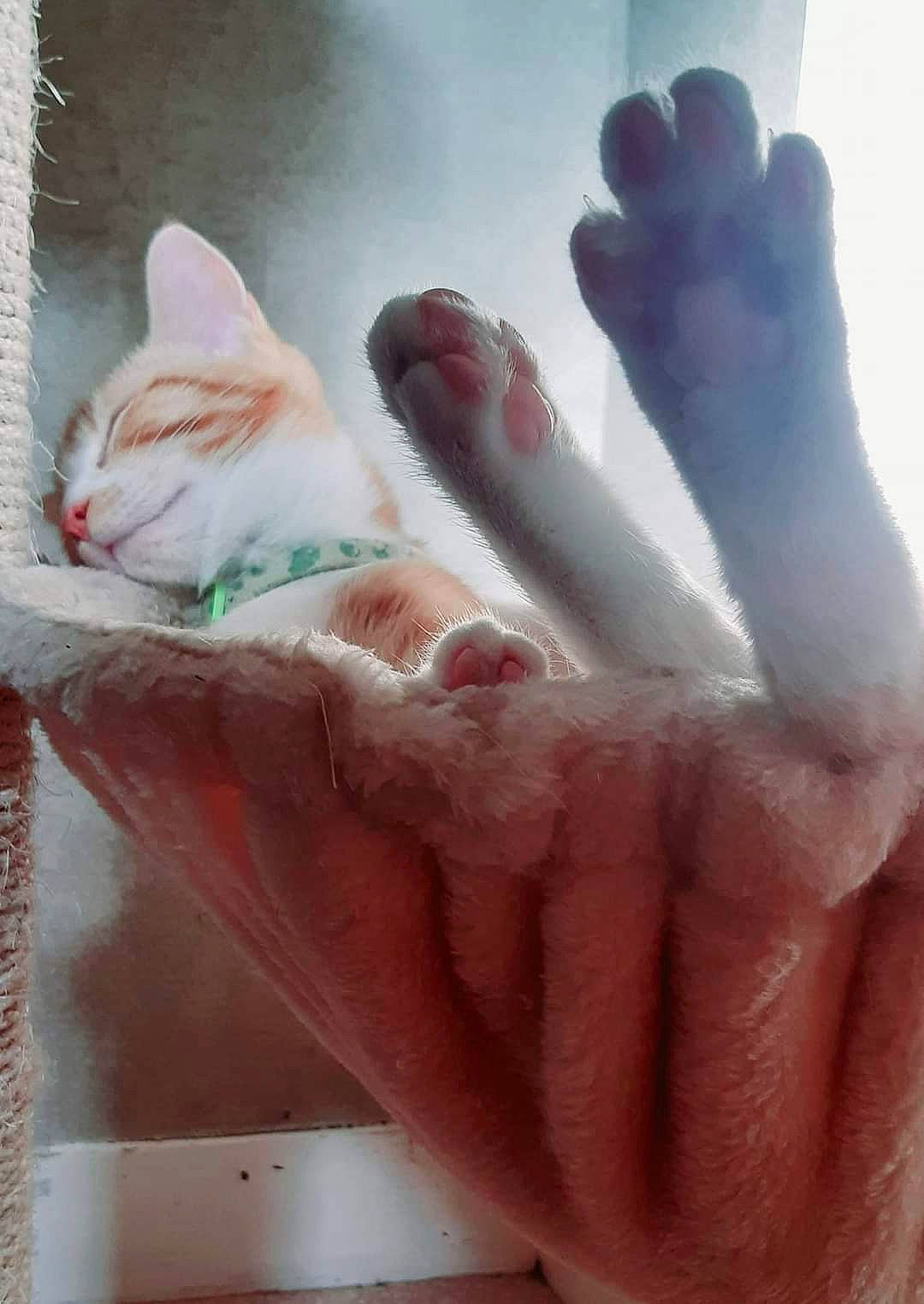 Tigrou a rejoint le concours — aidez-le/la à gagner de superbes lots ! barefoot, carnivore, cat, domestic_short_haired_cat, felidae, finger, flesh, foot, nail, nail_care, nail_polish, skin, small_to_medium_sized_cats, thumb, toe, whiskers