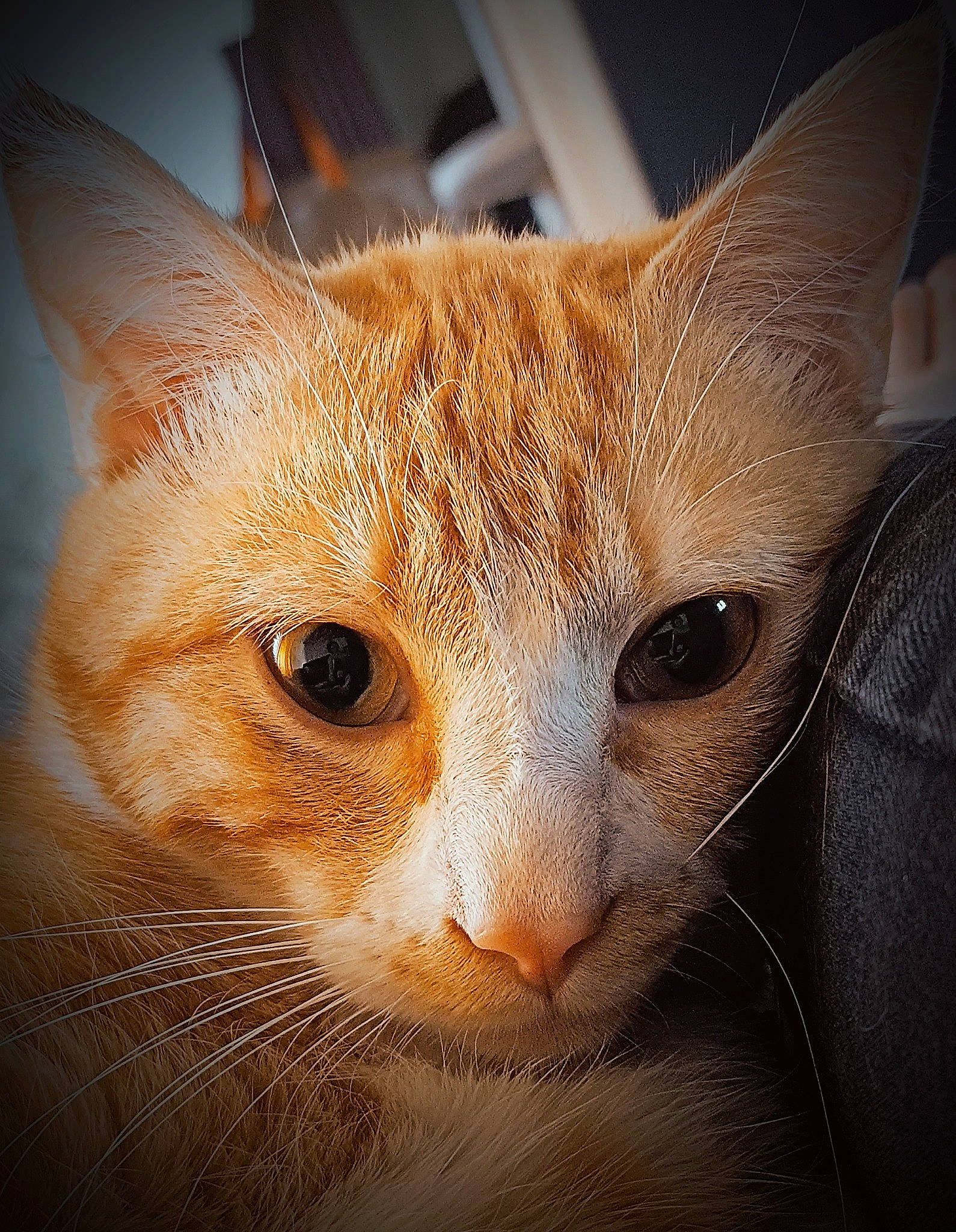 Osllo a rejoint le concours — aidez-le/la à gagner de superbes lots ! carnivore, cat, comfort, domestic_short_haired_cat, ear, eye, fawn, felidae, fur, human_body, iris, small_to_medium_sized_cats, snout, tail, terrestrial_animal, whiskers, wildlife, window, wood