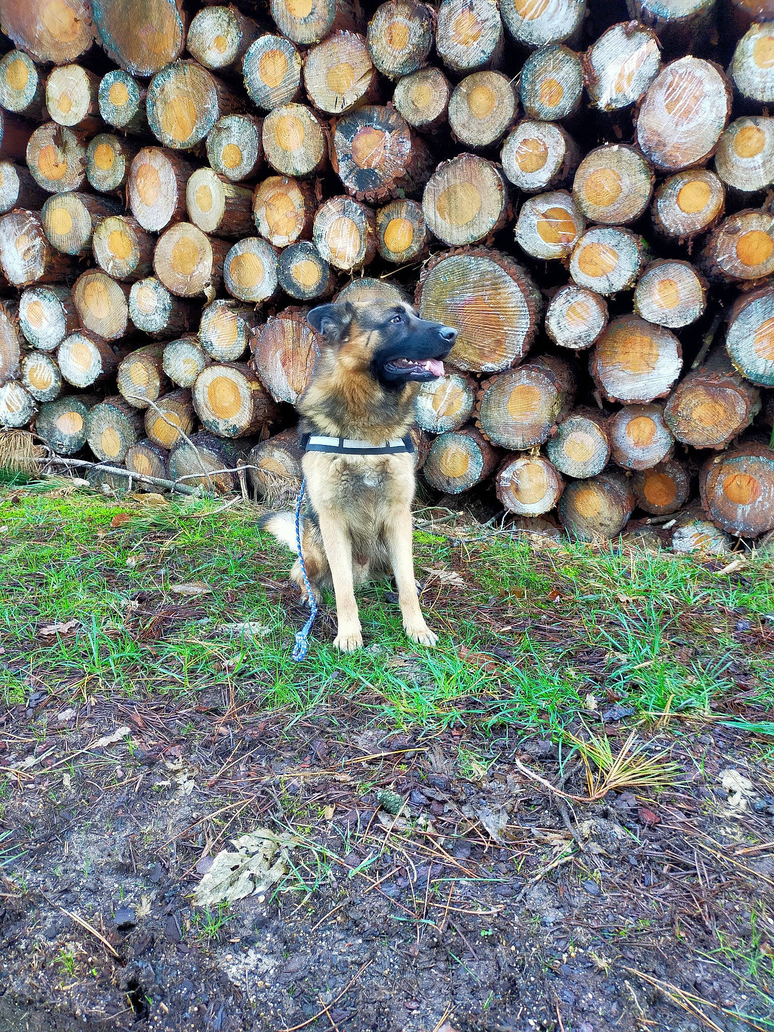 Osllo a rejoint le concours — aidez-le/la à gagner de superbes lots ! canidae, carnivore, circle, companion_dog, dog, dog_breed, groundcover, logging, natural_material, sporting_group, tail, trunk, wood, working_dog