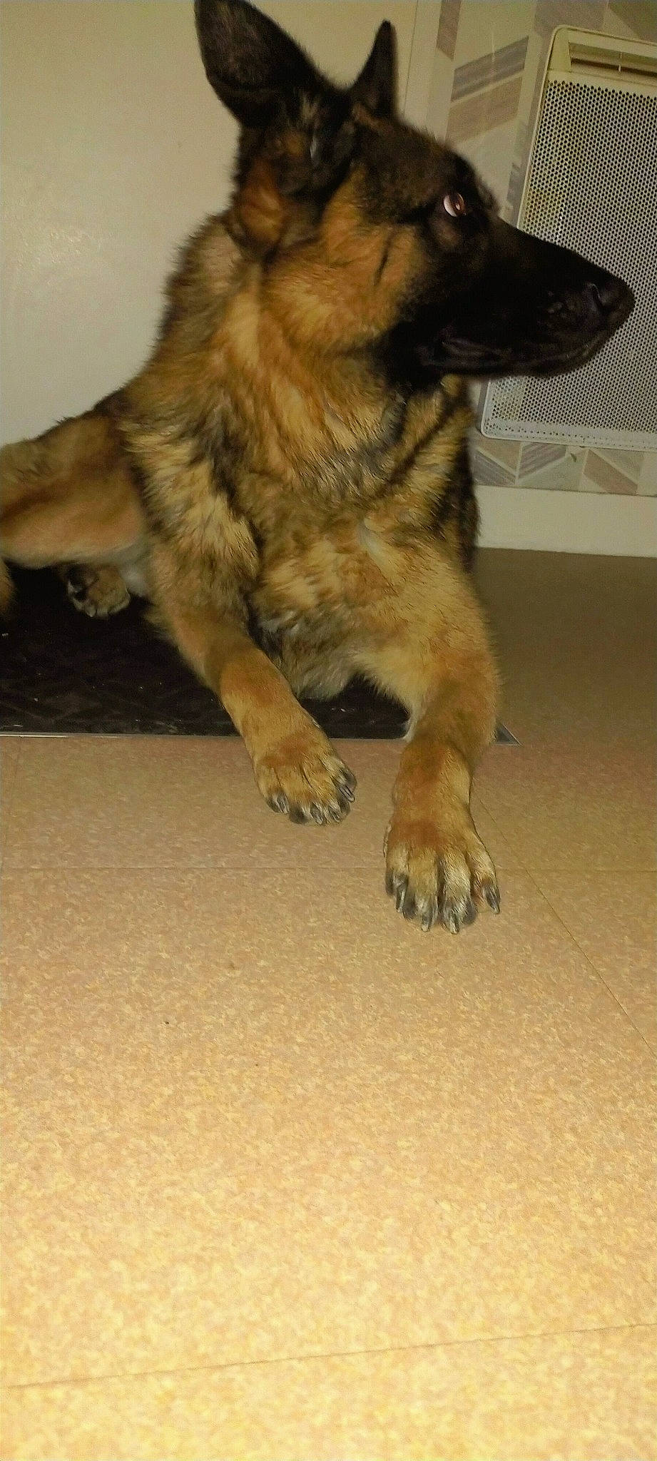 Osllo participe au concours pour gagner de l'argent avec cette photo : beige, brown, canidae, carnivore, dog, dog_breed, fawn, floor, foot, german_shepherd_dog, herding_dog, king_shepherd, liver, old_german_shepherd_dog, paw, snout, sporting_group, tan, toe, working_animal