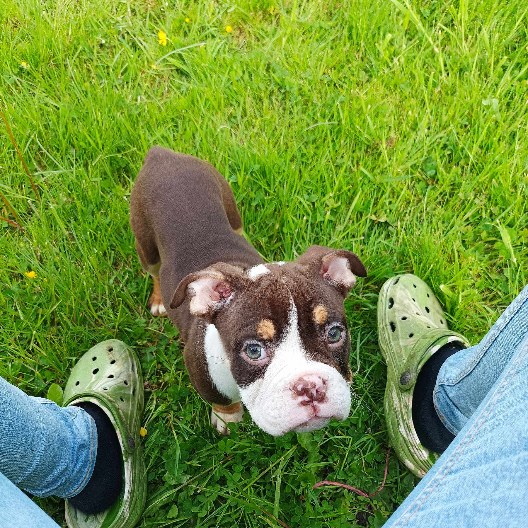 Milka a rejoint le concours — aidez-le/la à gagner de superbes lots ! animal, boy, bulldog, canine, child, clothing, dog, footwear, grass, lawn, male, pants, person, pet, plant, puppy, runningshoe, sandal, shoe, sneaker